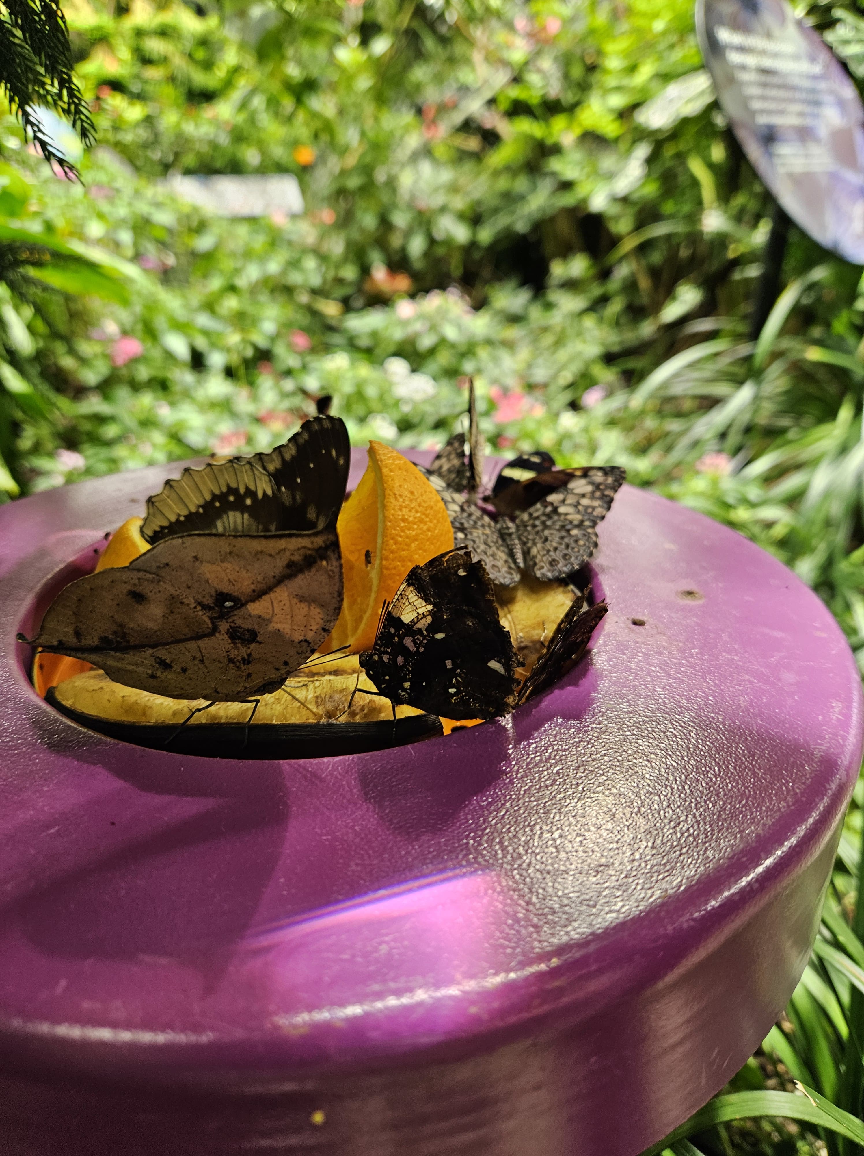 Butterflies drinking from fresh fruit slices.